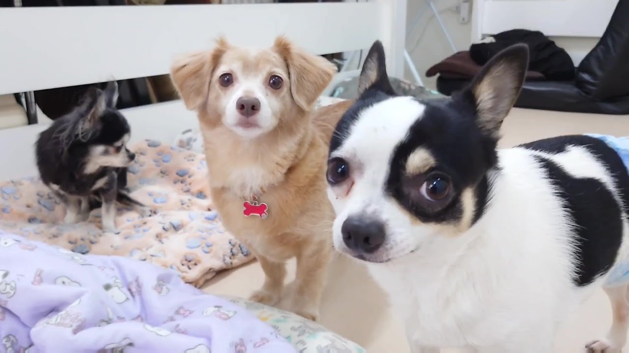 チワ族が多い日　🐶ひみつきちなう！①🐶  2023年11月25日