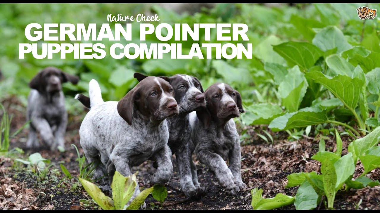 German Pointer Puppies Compilation