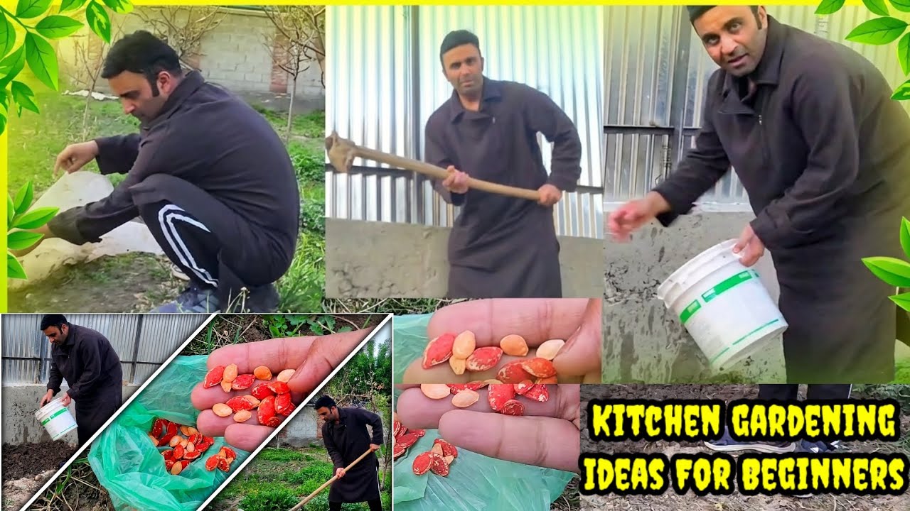 Begginers Ke Liye Kitchen Garden Tips | Naye Seeds Lagayee Apne Kitchen Garden Main 