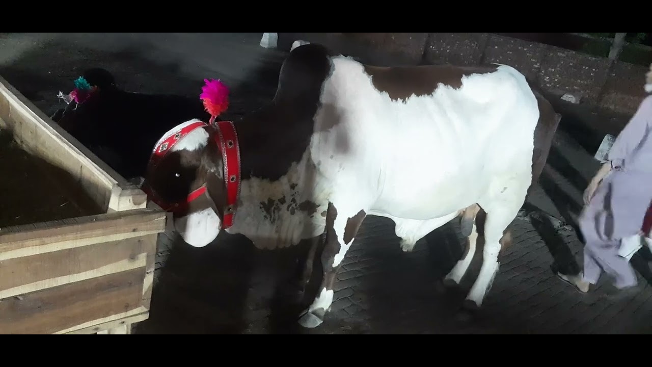mashAllah #ablak #bachra #cow #qurbanicollection @Bakramandivlogsdigital
