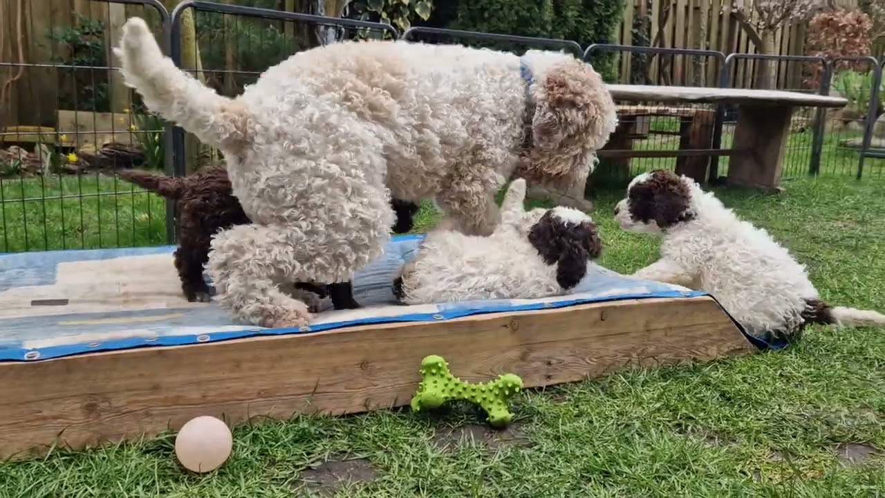 Lagotto Romagnolo  cleo (18Monate alt) spielt mit den Welpen