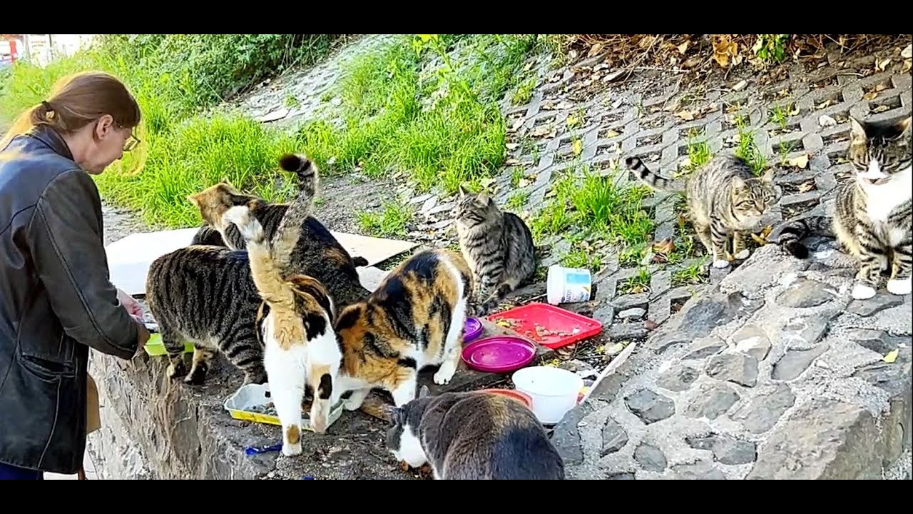 Feeding Cats In Croatia(Vol2) #catvideos #streetcats #straycats #feedingstraycats #cat #catlovers