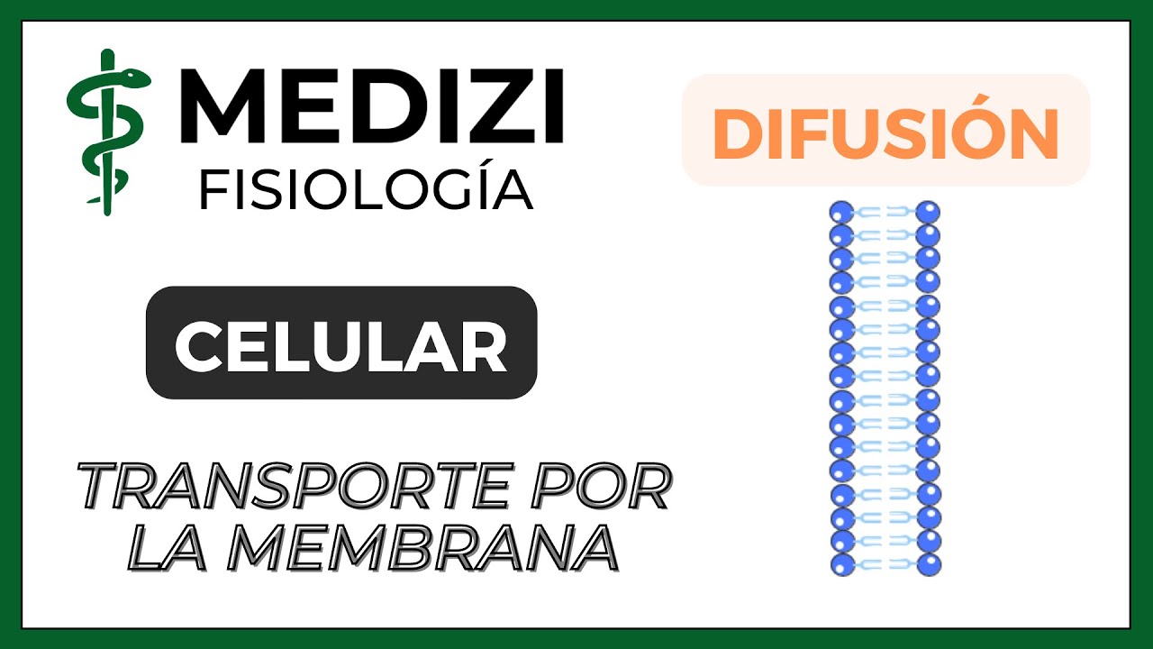 Fisiolog&iacute;a Celular - Transporte membrana celular (DIFUSI&Oacute;N Y TRANSPORTE ACTIVO) (IG:@doctor.paiva)