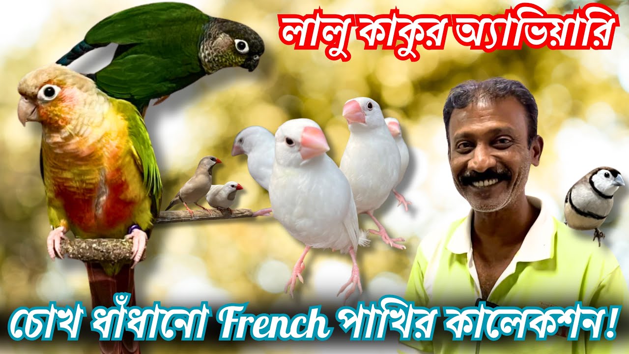 Baidyabati Bird Aviary Tour 🐦 লালু কাকুর কাছে চোখ ধাঁধানো French পাখির কালেকশন!