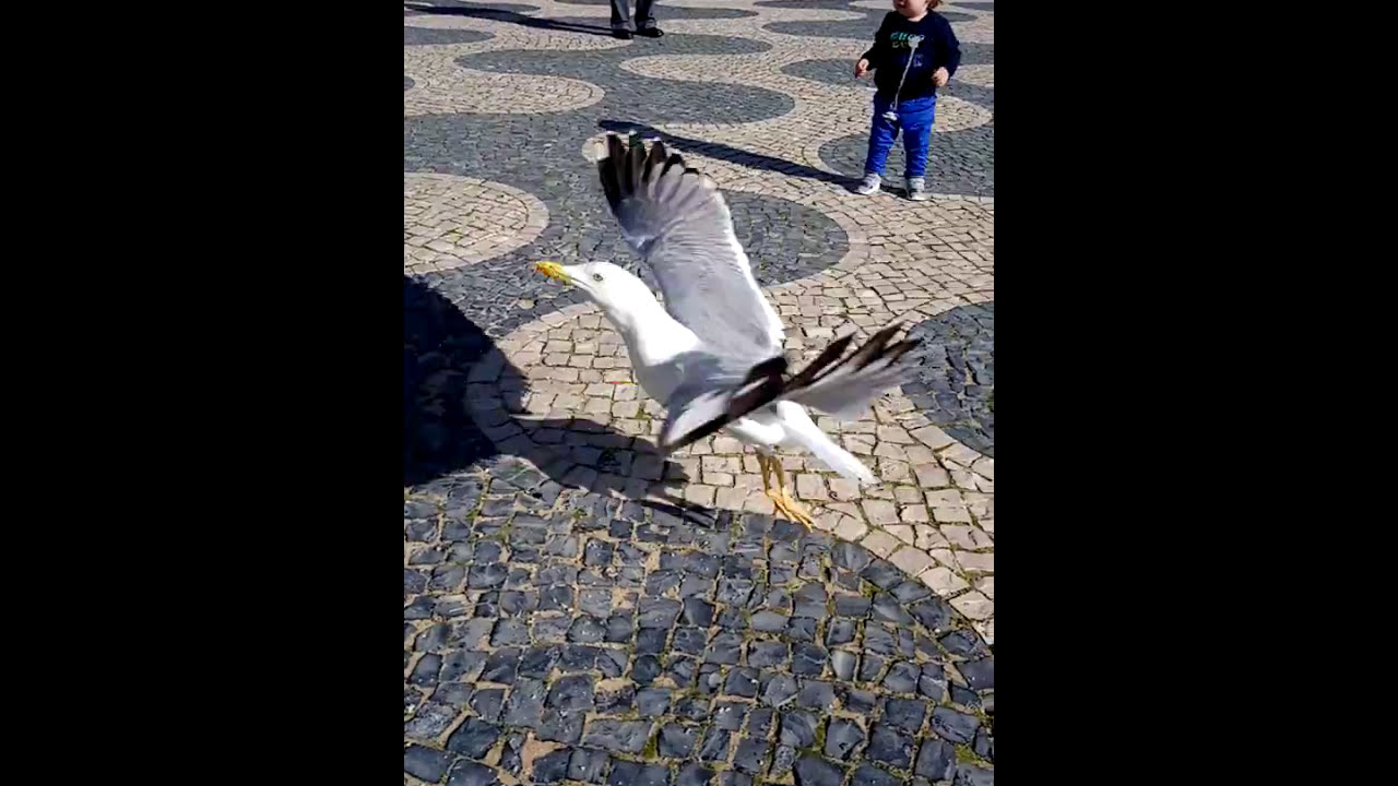 Gaivotas a cantar