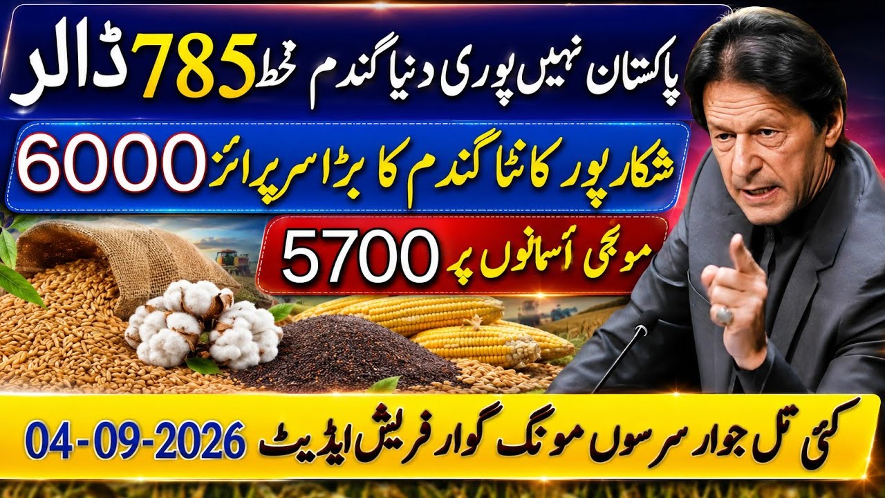 Today Wheat price in punjab//گندم کا ریٹ2026/munji makki till sarso/Galla mandi rate today 2026