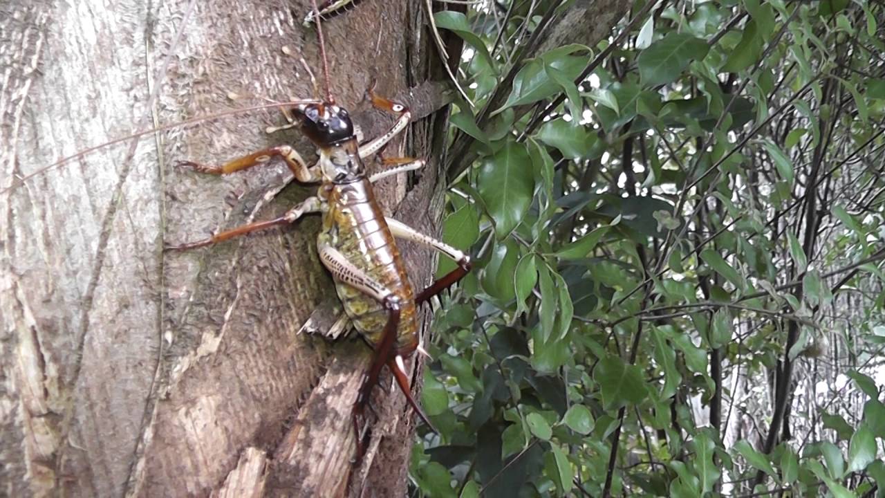 Weta (Female) Large New Zealand Cricket Up close and Personal