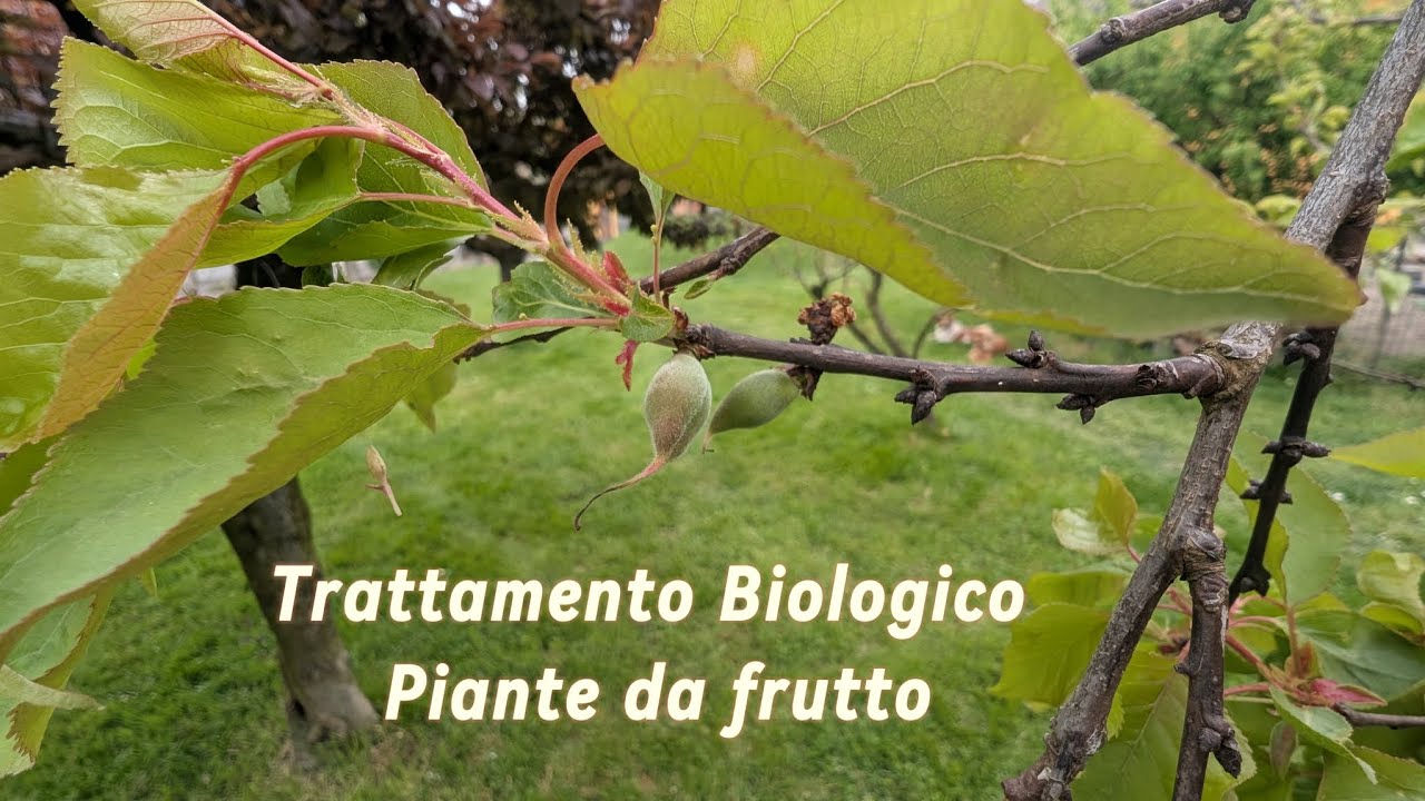 Come trattare le piante da frutto con bicarbonato e propoli