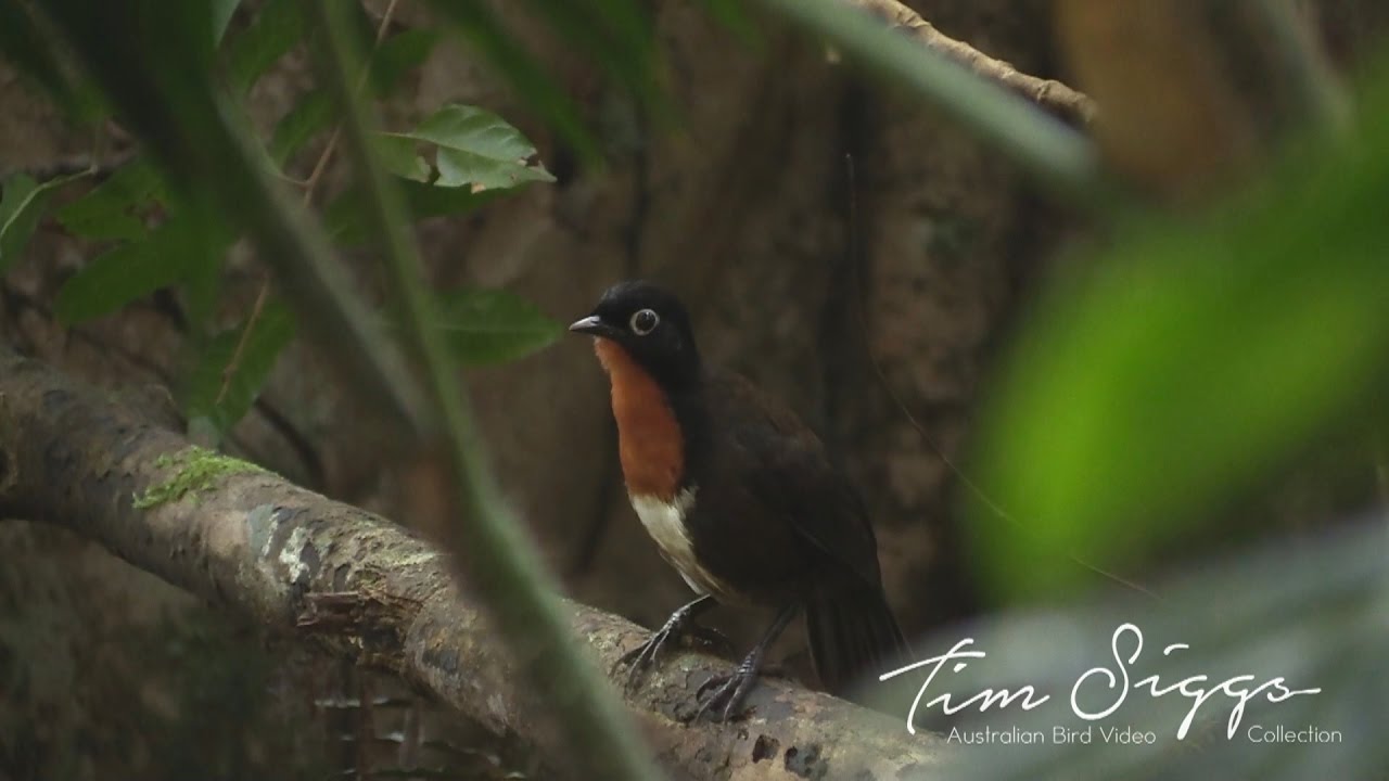 Chowchilla Male and female ( (Orthonyx spaldingii) HD Video Clip 1/2