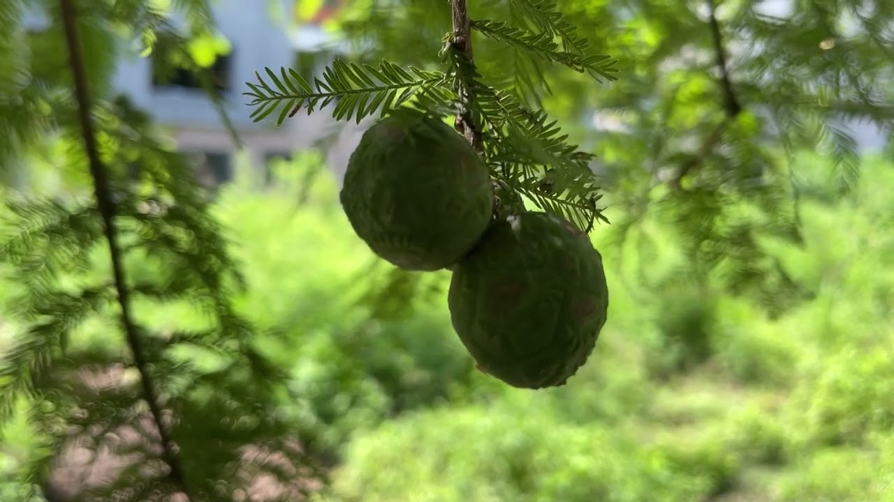 A Study of Nature