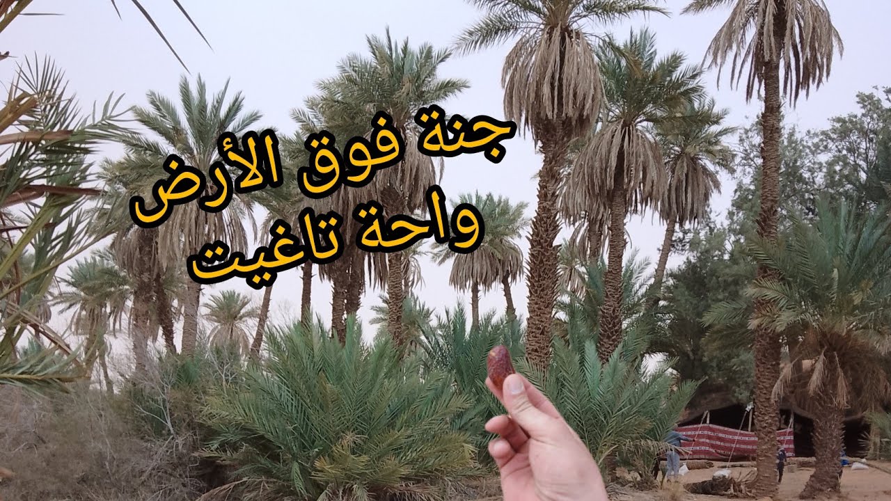 التخييم في واحة تاغيت (بشار)