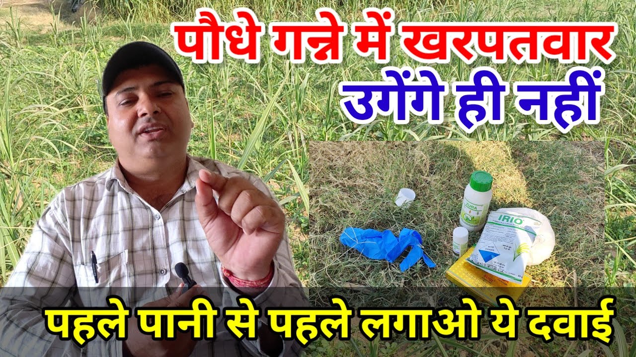 पौधे गन्ने में खरपतवार उगेंगे ही नहीं। Poudhe ganne me kharpatwar niyantran kaise kare.