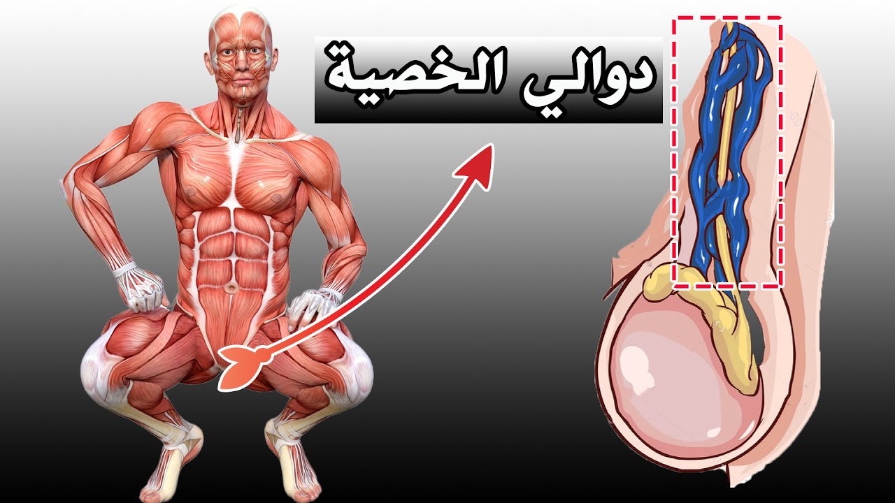 تمارين كيجل لعلاج دوالي الخصية  🚀💪 – بالصور التوضيحية!