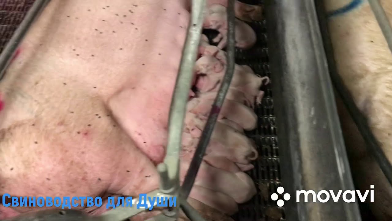 Молоко для поросят на подсосе//как мы даём молоко и кому!
