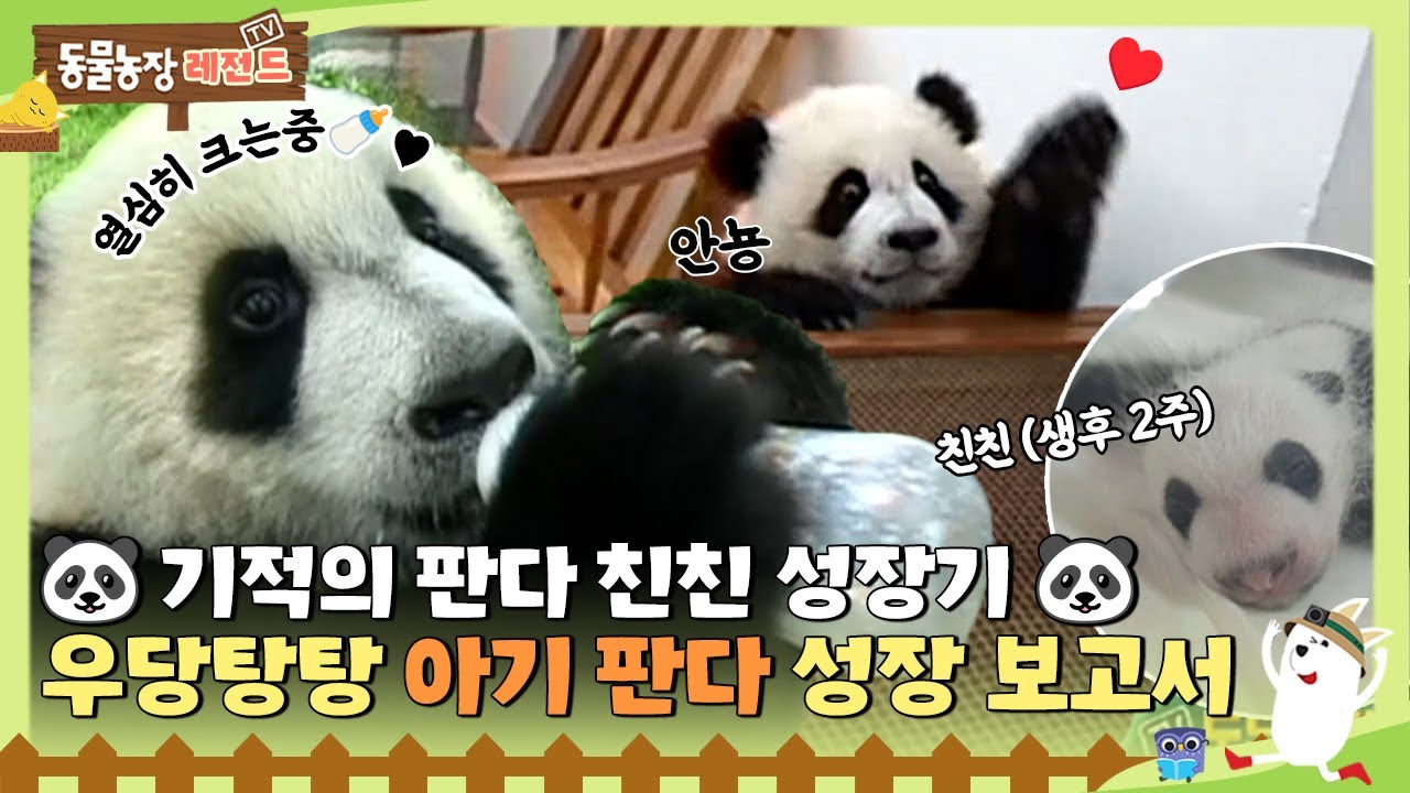 [#TV동물농장레전드] 🐼기적의 아기 판다 친친🐼 주변의 도움으로 열심히 크고 있는🍼 친친의 이야기 -2 /EP.161 #TV동물농장 #AnimalFarm #SBSstory