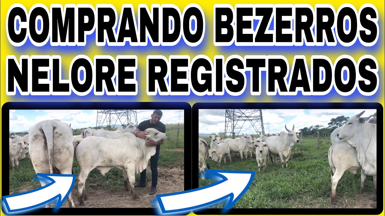 COMPRANDO BEZERROS NELORE REGISTRADOS, NELORE GÓES