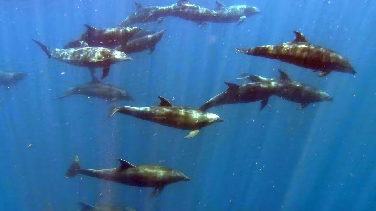 La Ventana Adventure, Mobula Rays, Dolphins & more Baja Sur Mexico with Baja Wild Encounters 6, 2023