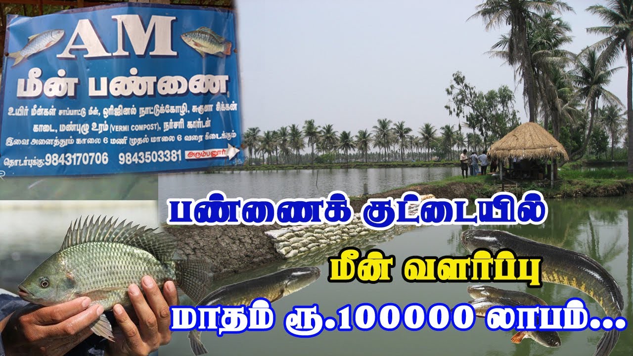 மாதம் ரூ.100000 வருமானம் தரும் பண்ணைக்குட்டை மீன் வளர்ப்பு | MEEN PANNAI | VILLAGE TAMIZHAN