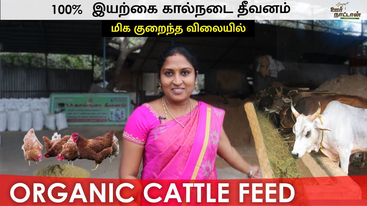மிக குறைந்த விலையில் ஆர்கானிக் கால்நடை தீவனம் | Natural Cattle Feed | Low Cost | Oor Naattan