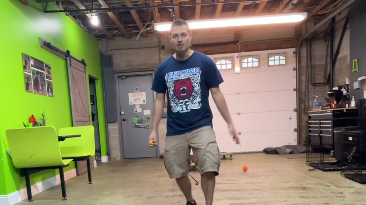 How to Stop Jumping Using Ecollar with Opal (Boxer Puppy)