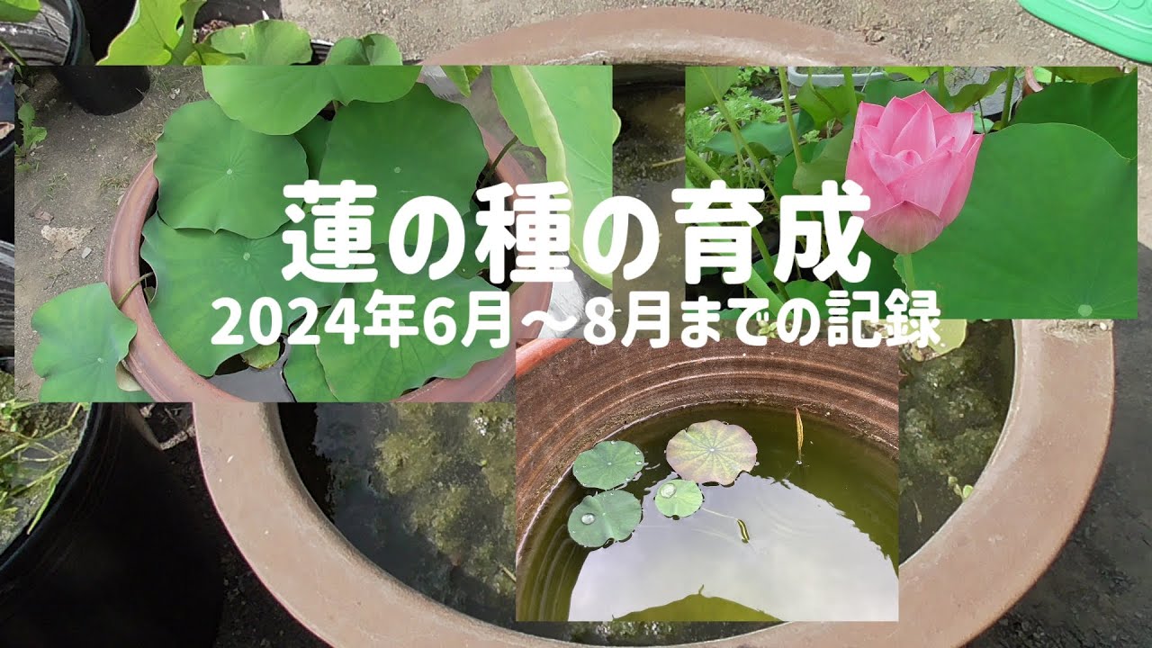 蓮の種の育成～2024年6月～8月までの記録～
