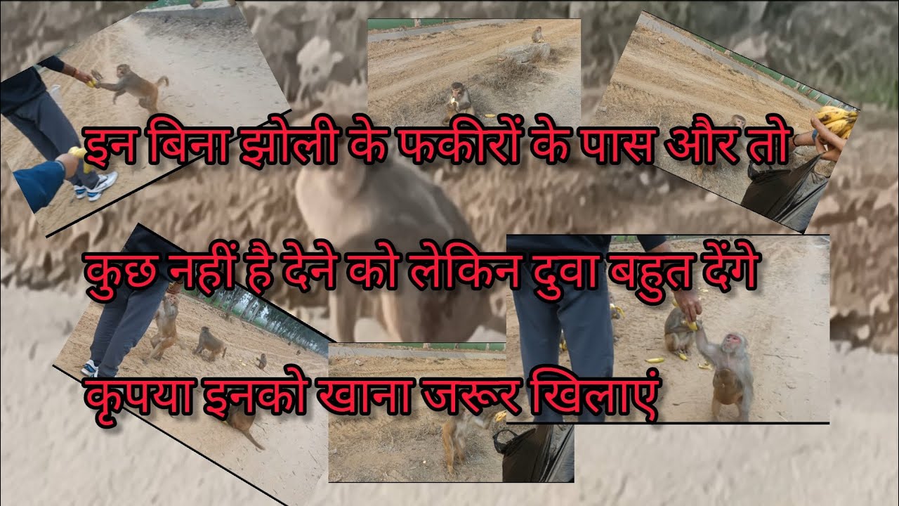 इन बेजुबानों के पास कुछ नहीं है देने के लिए,लेकिन दुवा बहुत देंगे,इनको खाना खिलाकर आशीर्वाद लें।।