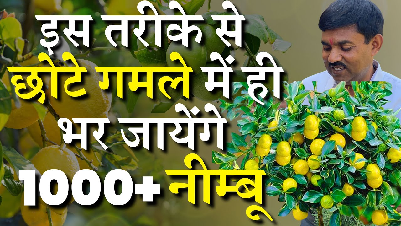 इस तरीके से छोटे गमले में ही भर जायेंगे हज़रों नीम्बू | Best Fertilizer for Lemon Plant | more Fruit
