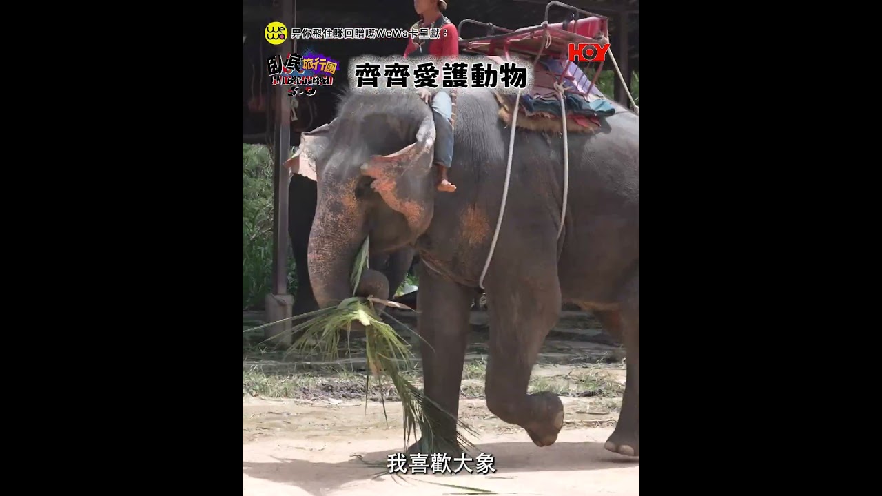 齊齊愛護動物