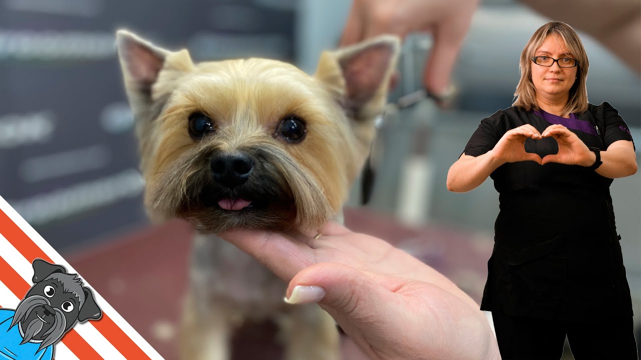 Yorkshire terrier - Grooming yorkie, haircut head
