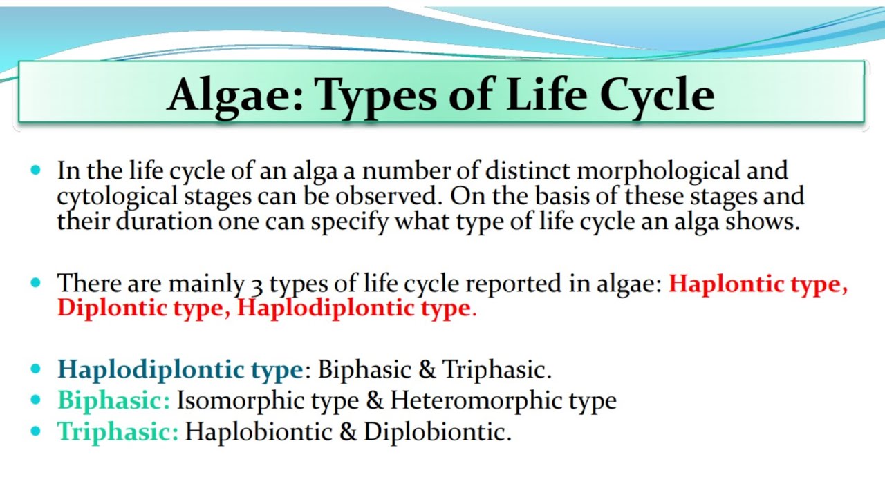 Algae | Alternation of Generation | Types of Life Cycle