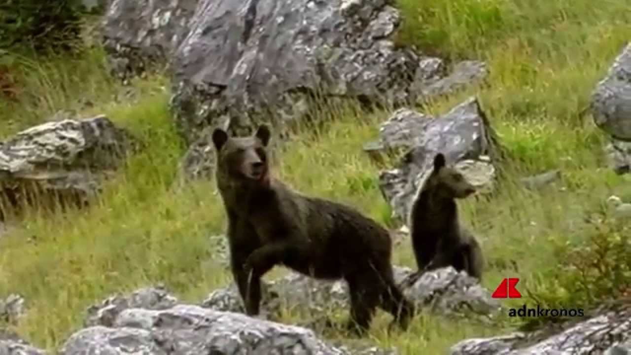 Gemma, la madre degli orsi