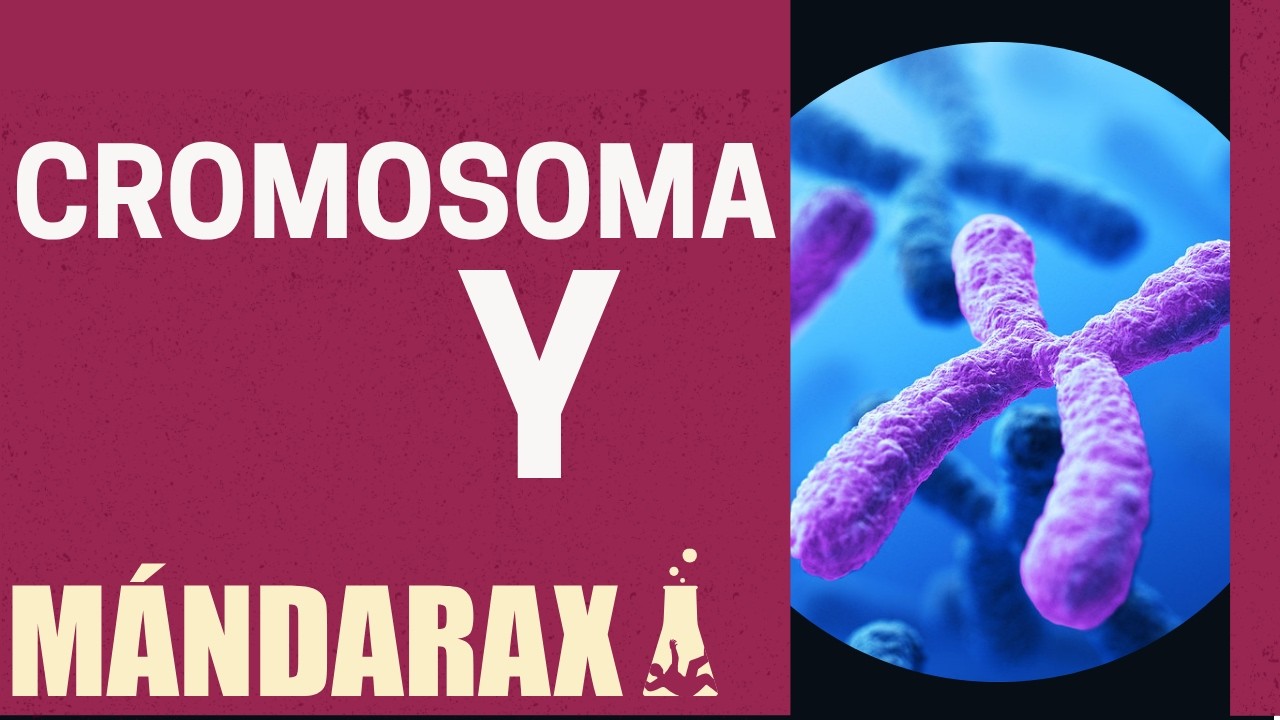 EL CROMOSOMA Y | Ciencia en tu vida diaria | M&aacute;ndarax | Estreno