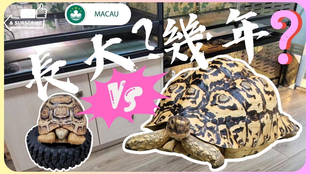 《豹紋陸龜日記》養龜人的碎碎念-由龜苗養大我用了幾年的時間?龜糧?野菜?蔬菜?