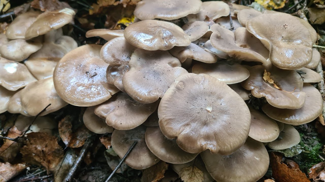 เก็บเห็ดดำหวาน ดอกใหญ่ๆบานๆ รอบสุดท้ายเด้ค่ะ🍄🍄🍄🍀⛰️🇦🇹🚵‍♂️🚵‍♂️9/10/2023
