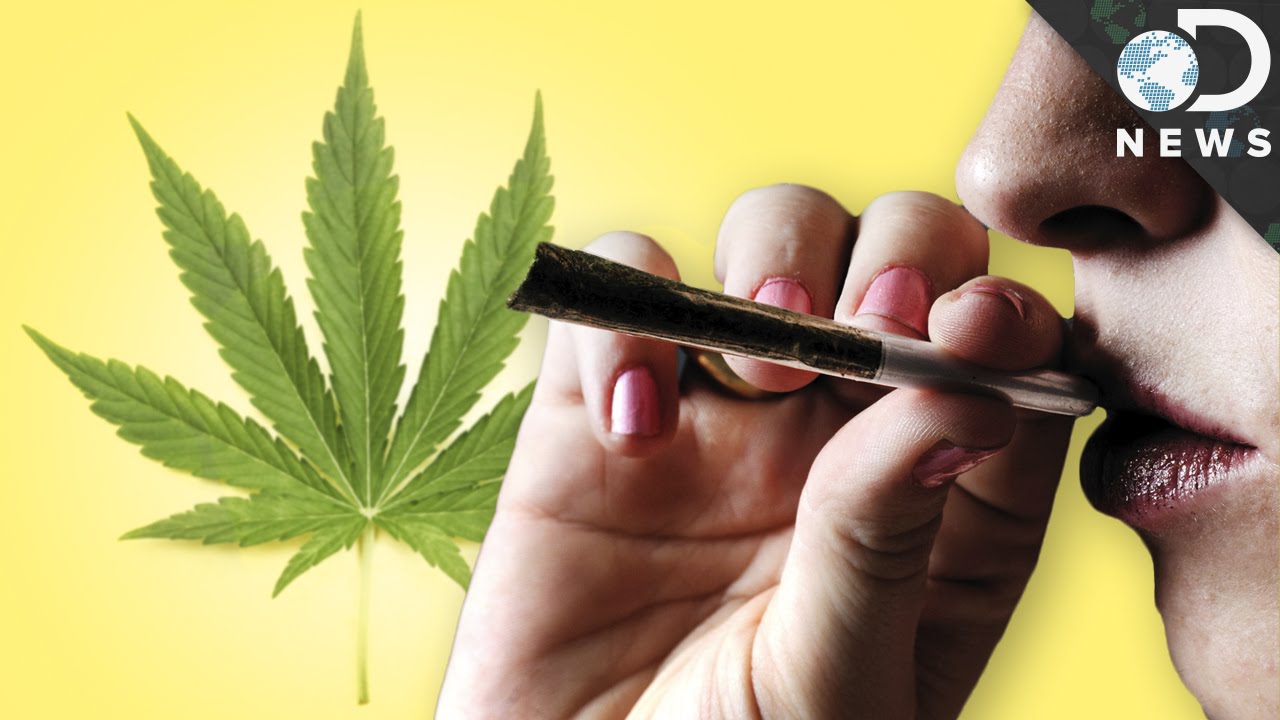 Why Weed Is A Lot Stronger Today