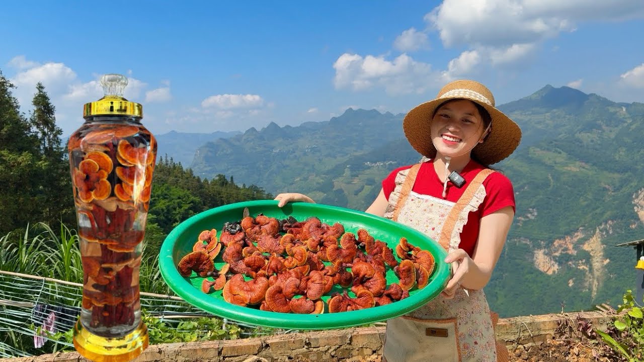 EM MỶ NG&Acirc;M RƯỢU NẤM LINH CHI CHO BỐ CHỮA BỆNH - CUỘC SỐNG V&Ugrave;NG SƠN CƯỚC
