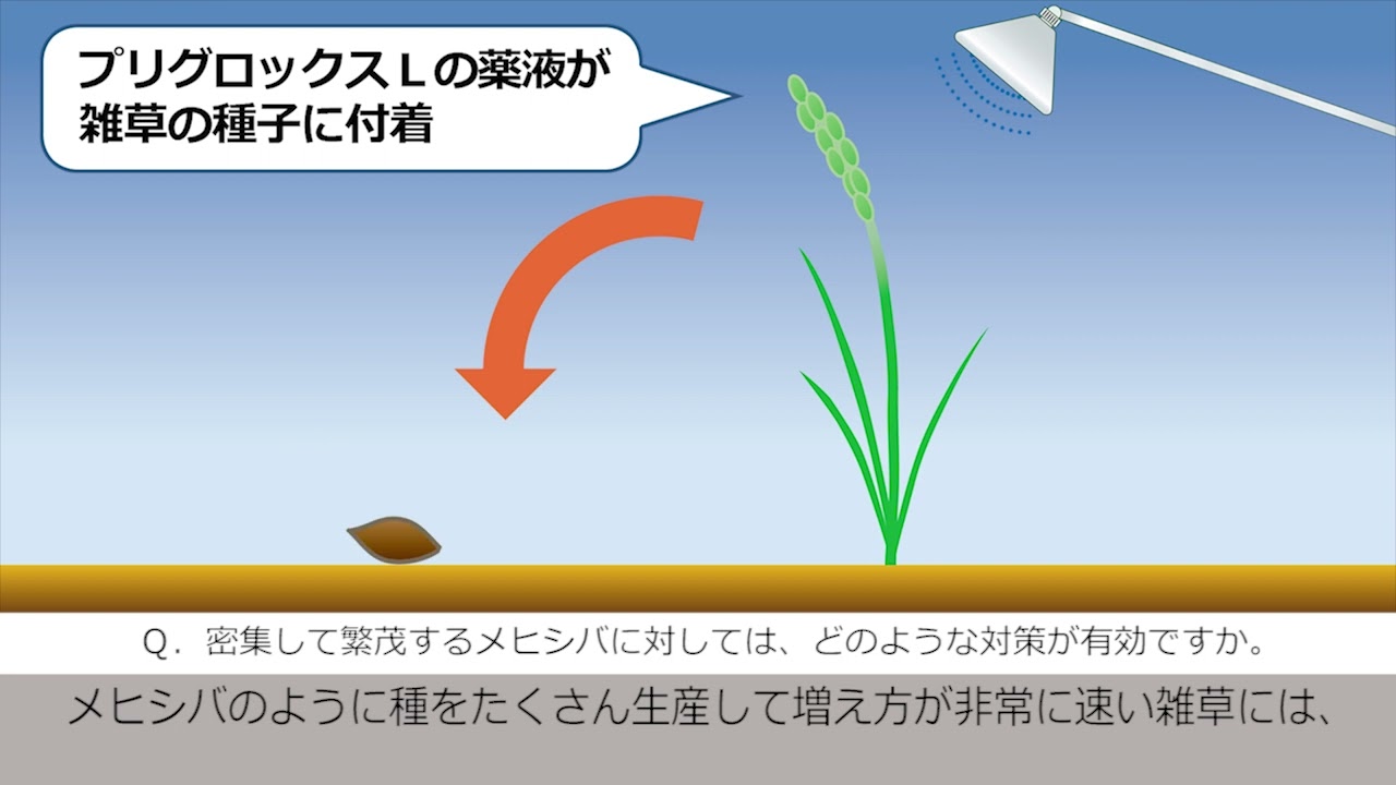 果樹園における上手な下草管理　－非選択性茎葉処理除草剤の上手な使い方－