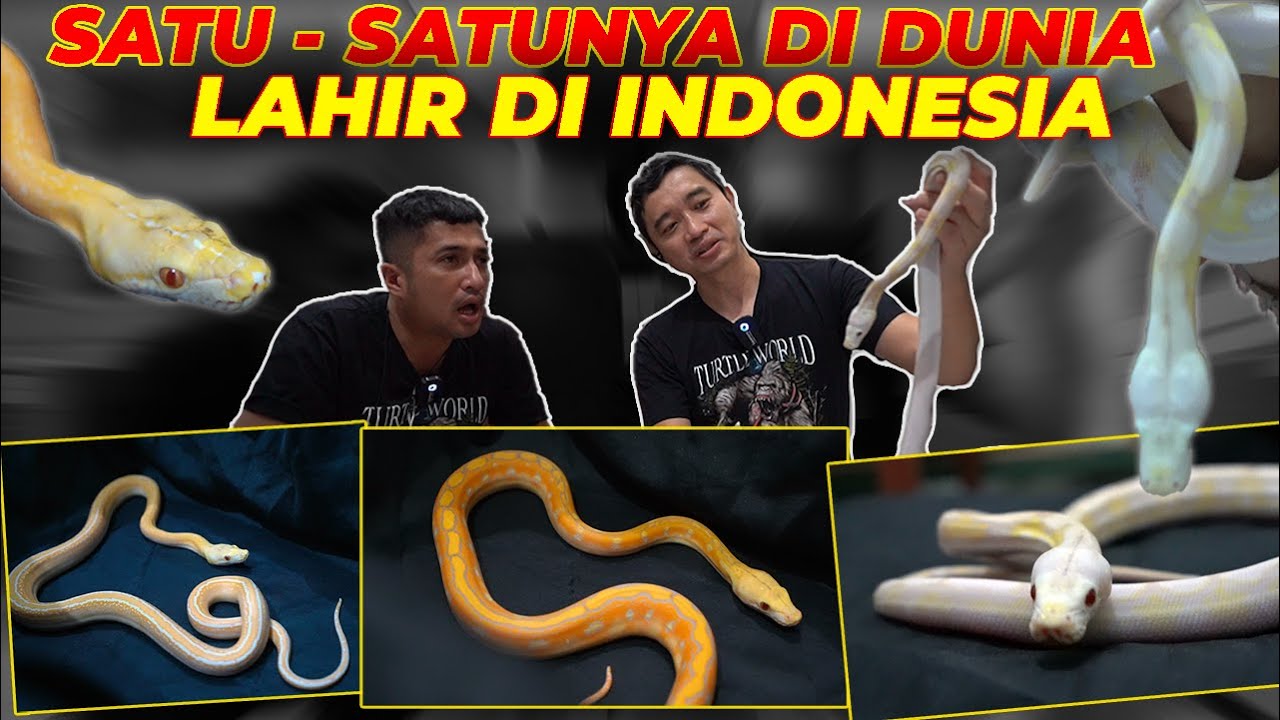 PECINTA ULAR MERAPAT, PERTAMA DI DUNIA ❗ ULAR JENIS BARU BERHASIL DI BREEDING
