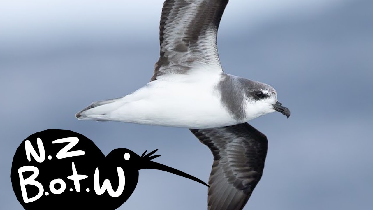Soft-plumaged petrel - New Zealand Bird of the Week