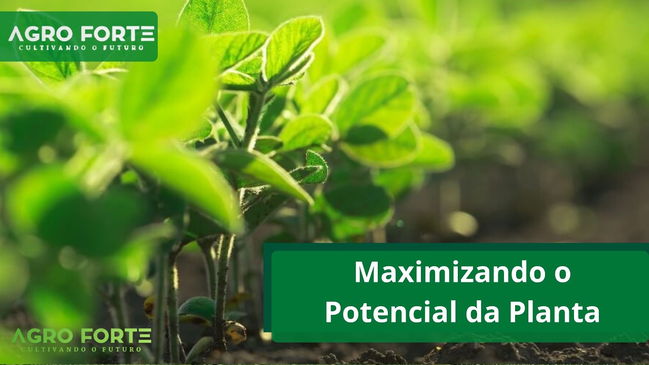 Maximizando o Potencial da Planta