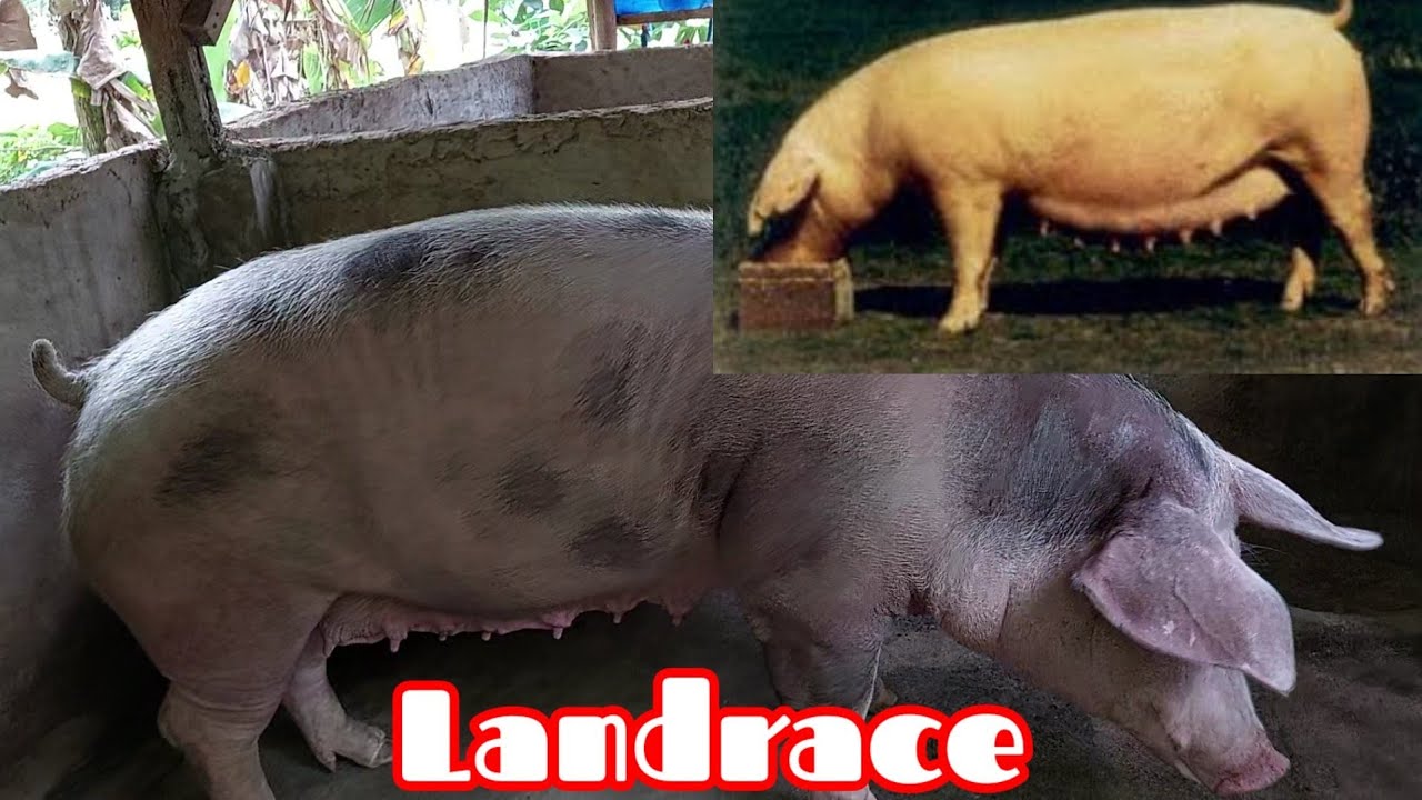 Landrace.. Ano ang maganda sa lahing Ito. @baboy