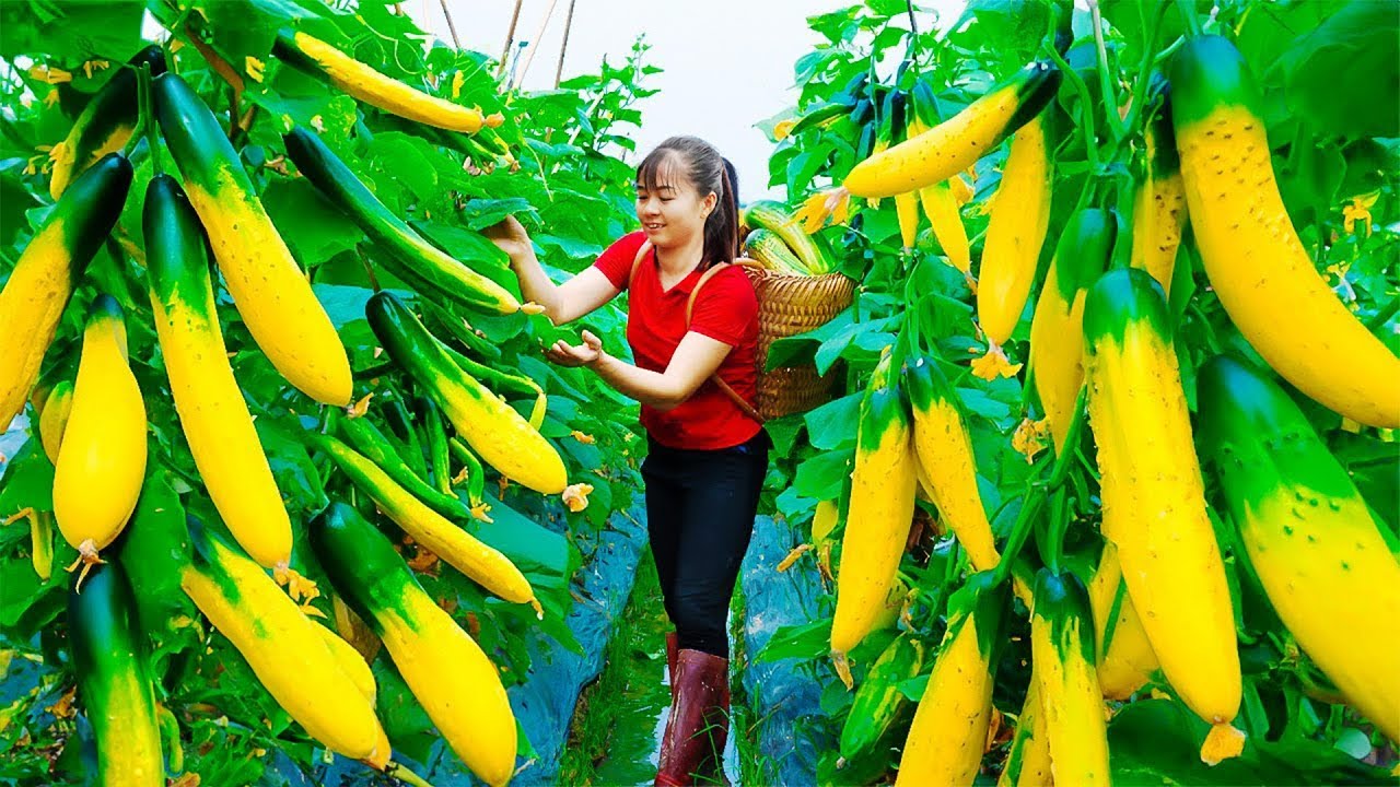 Harvest Cucumber Goes To Market Sell - Village Farm Life | New Free Bushcraft