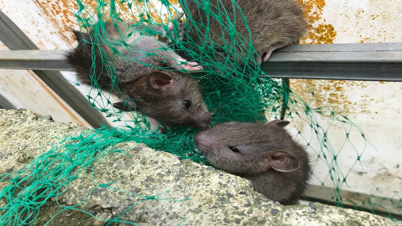 le pongo trampas a las ratas y la encuentro de esta manera