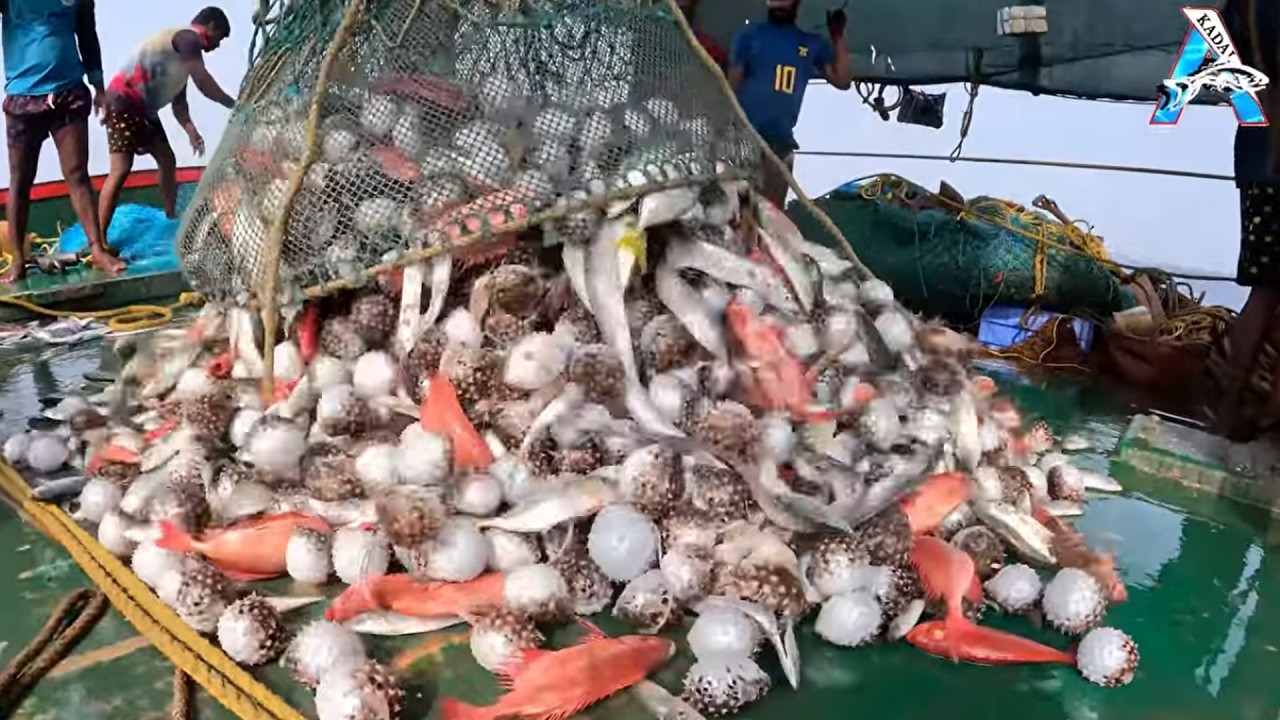 “Deep Sea Treasure Catch” | “Ocean’s Massive Harvest” | “Mega Catch Moment” | The Ultimate Catch Day