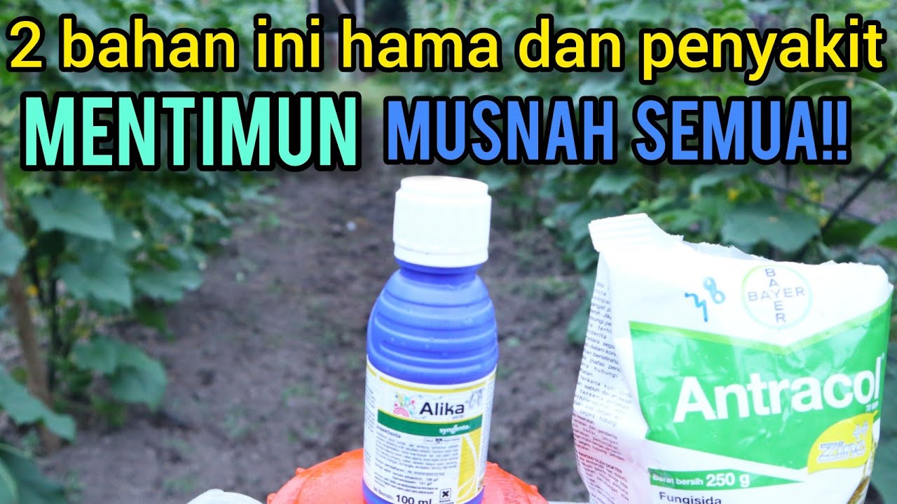 Hama dan penyakit mentimun Musnah semua dengan 2 bahan ini!!!