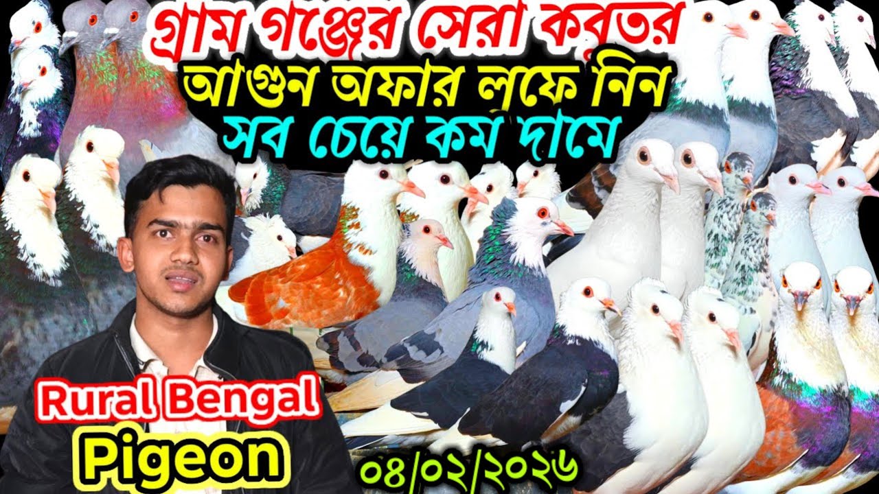 গ্রাম বাংলার খাঁটি ঘরের এবং খোপের কবুতর আগুন অফার লুফে নিন সবচেয়ে কমদামে দেশি কবুতর ডিম বাচ্চা ১০০%