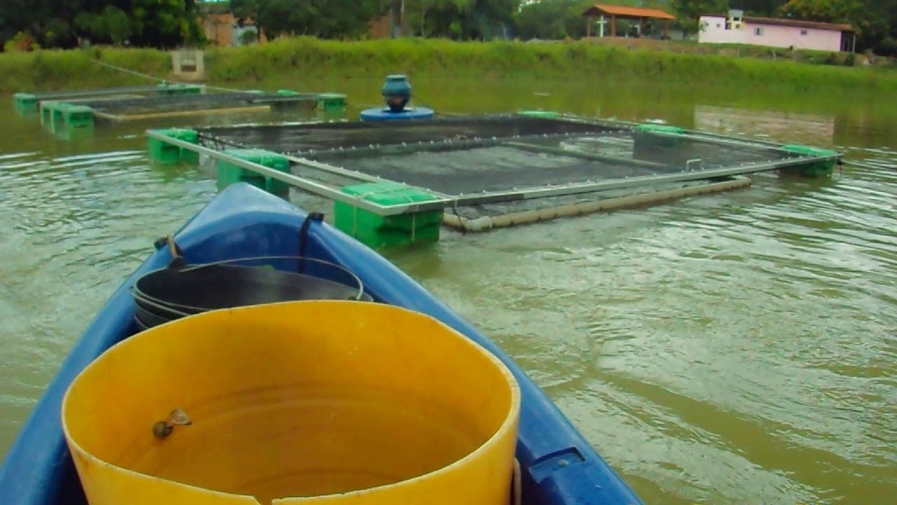 Visita ao produtor de Til&aacute;pias Gift em Tanques-rede.