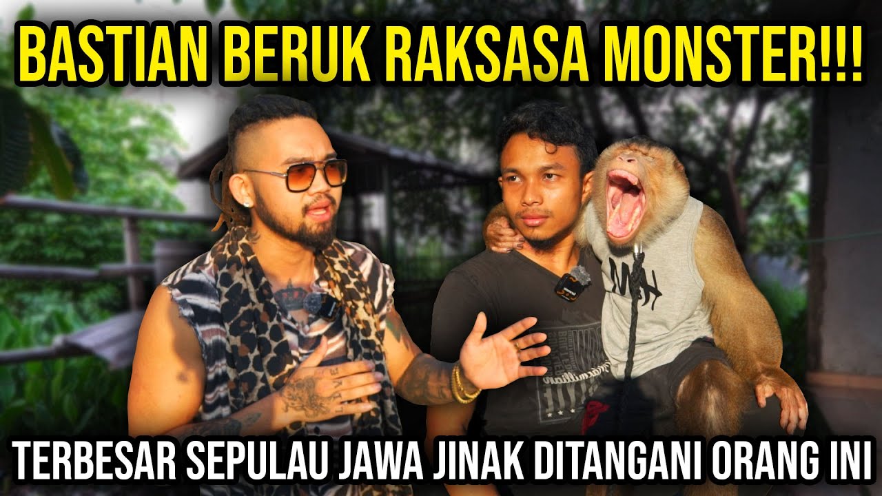 BASTIAN BERUK RAKSASA MONSTER!!! TERBESAR SEPULAU JAWA JINAK DITANGANI ORANG INI  