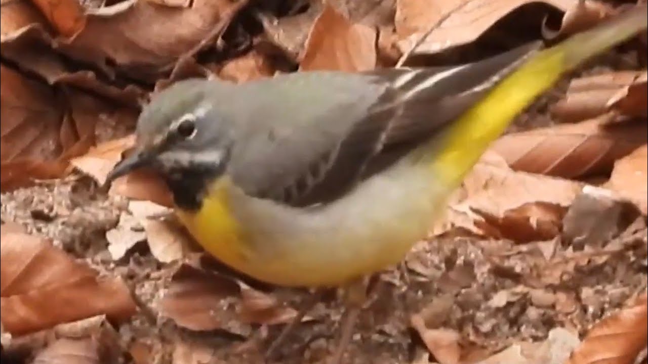 Grey Wagtails / Grote Gele Kwikstaarten (Motacilla cinerea)