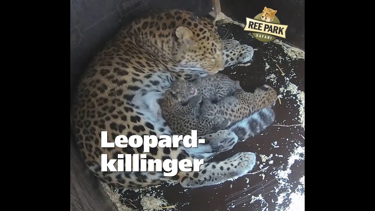 Leopardkillinger i Ree Park Safari